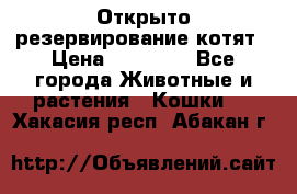 Открыто резервирование котят › Цена ­ 15 000 - Все города Животные и растения » Кошки   . Хакасия респ.,Абакан г.